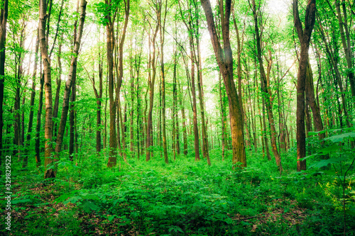 Fototapeta Naklejka Na Ścianę i Meble -  a spring forest trees. nature green wood sunlight backgrounds.