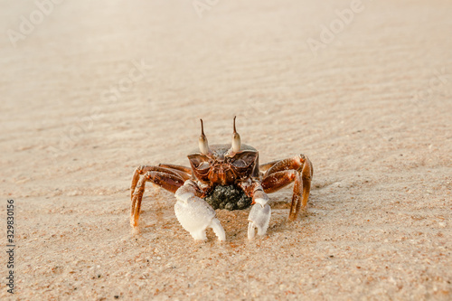 Sand crab at sunrise on the beach of Phuket, Thailand