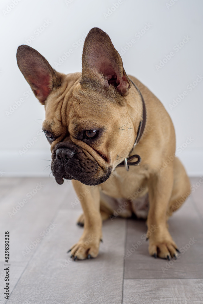 sad puppy of french bulldog looks at the floor