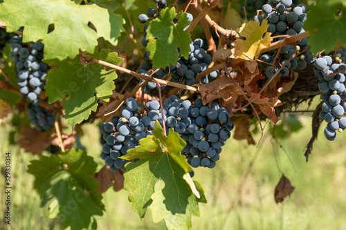 grapes variety Cabernet Sauvignon