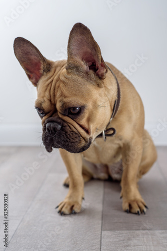 sad puppy of french bulldog looks at the floor © penyushkin
