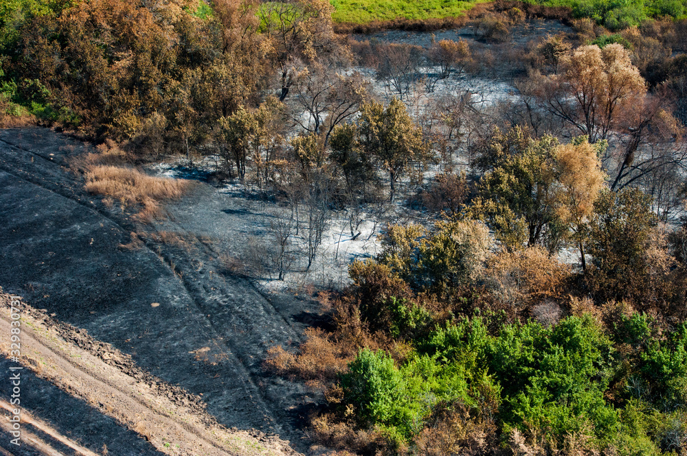 Scorched trees and grass after the fire. Aerial view Scorched trees and grass after the fire. Aerial view
