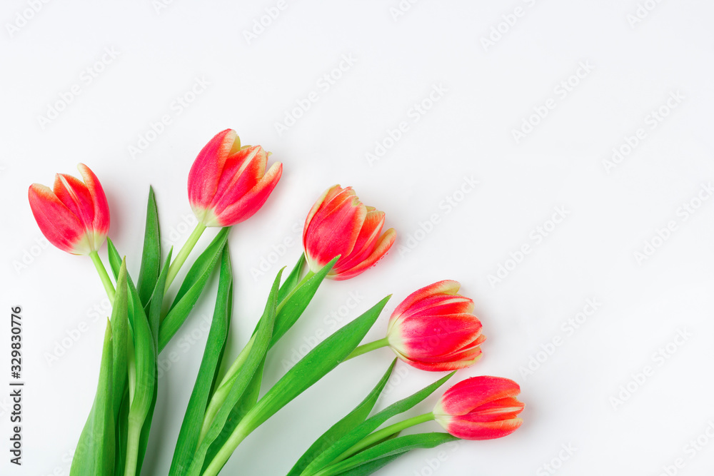 Fototapeta premium Greeting card with frame from fresh tulips on white background. Women's, Mother's, Valentine's day, birthday and other events background. Flat lay mockup for your lettering or copy space for text