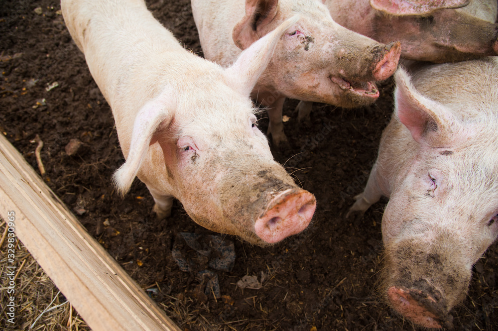 Domestic pigs on a farm Domestic pigs on a farm