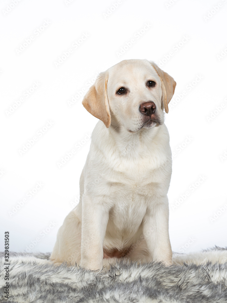 Cute Labrador puppy dog portrait. Image taken in a studio with white background. Cute Labrador puppy dog portrait. Image taken in a studio with white background.