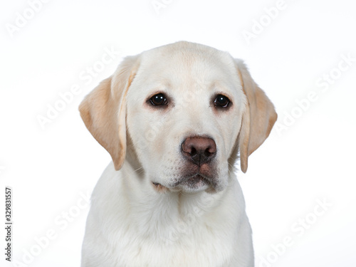 Cute Labrador puppy dog portrait. Image taken in a studio with white background.