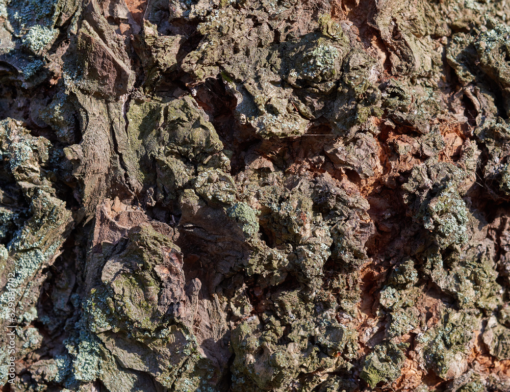 gray ash bark texture, full frame, element for designer gray ash bark texture, full frame, element for designer