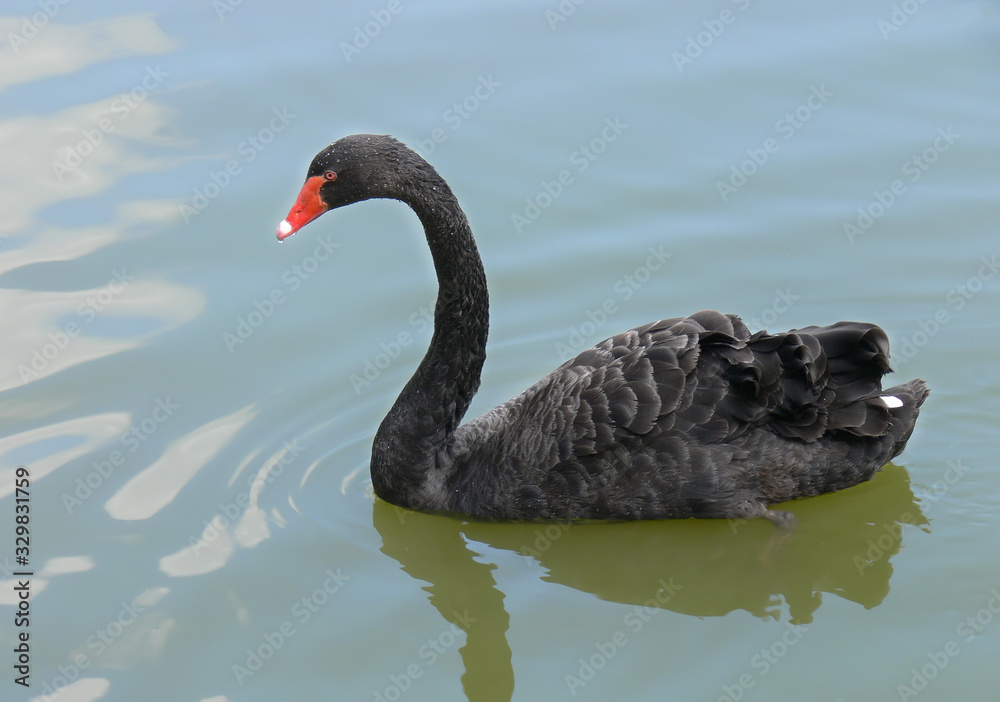 Naklejka premium Black swan on a pond. Close-up