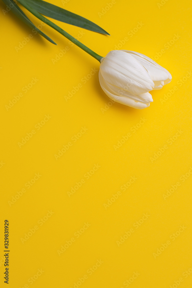 Fototapeta premium Colorful photo of fresh spring white flower tulips over yellow background. Happy Easter and Mothers Day card.