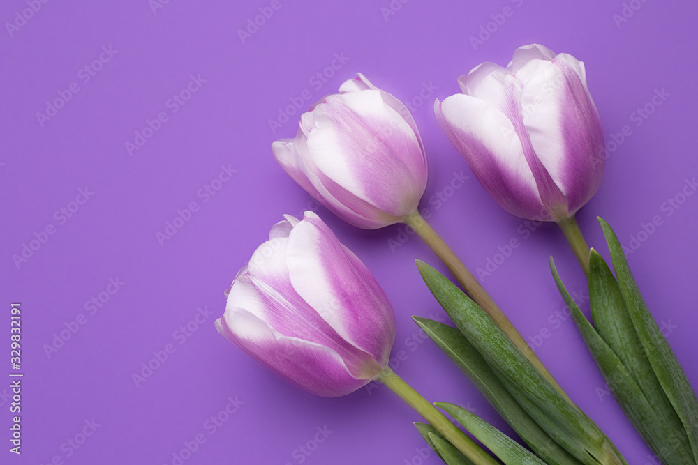 Colorful photo of fresh spring flower tulips over purple background. Happy Easter and Mothers Day card. Colorful photo of fresh spring flower tulips over purple background. Happy Easter and Mothers Day card.