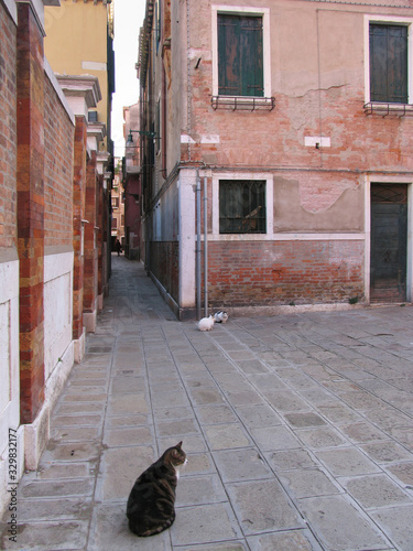 Venice, Italy, cats roam the empty Venice streets amid coronavirus Italian nationwide lockdown, Venice Italy © Zorro Stock images