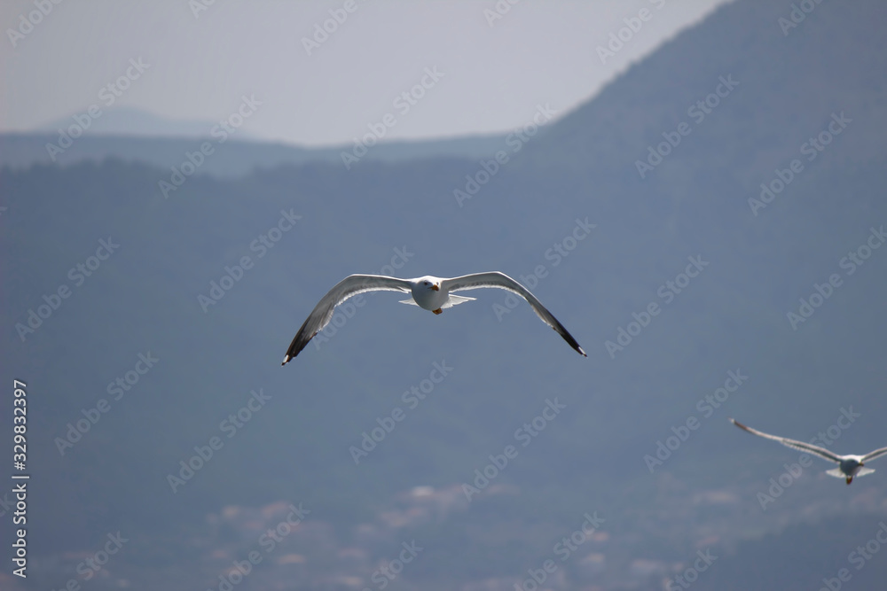 Seagull flying over the sea blue sky Seagull flying over the sea blue sky