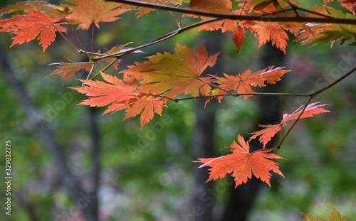 Light Red Autumn Leaves, Seoraksan National Park, Korea