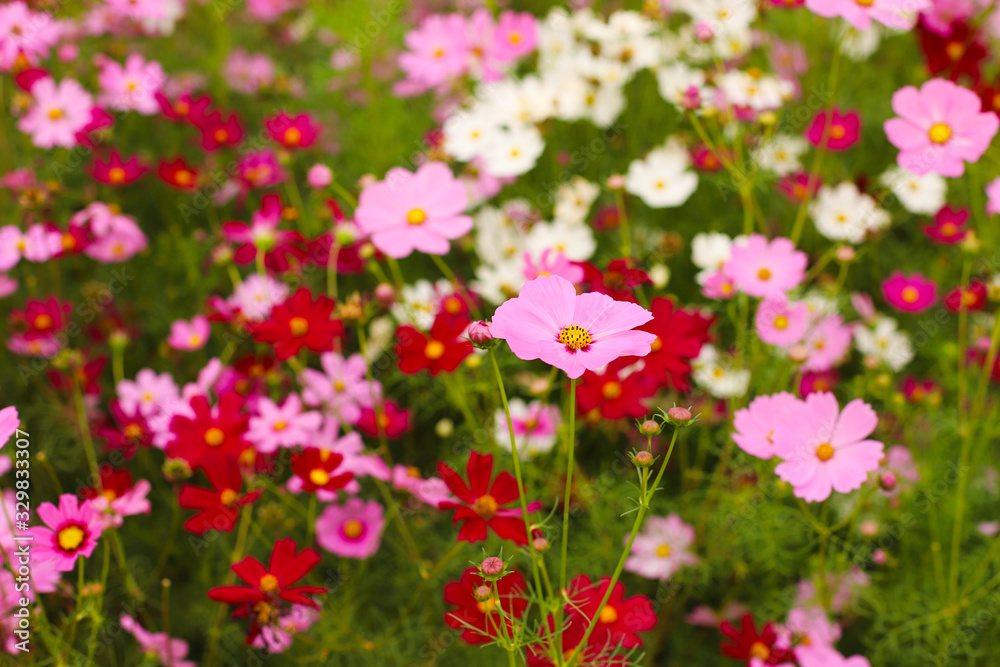 Colorful blooming cosmos flowers with selective focus