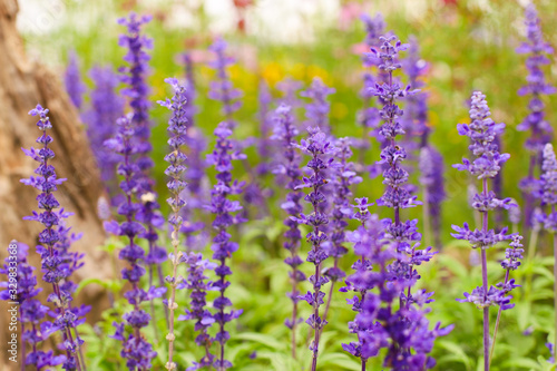 Salvia farinacea  the mealycup sage  or mealy sage flowers with defocused blur background