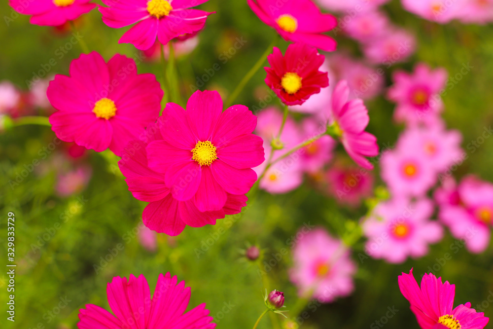Colorful blooming cosmos flowers with selective focus Colorful blooming cosmos flowers with selective focus