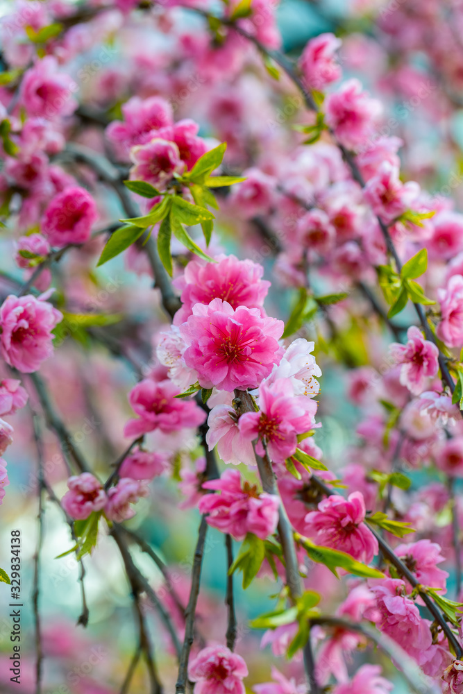 Blue and pink bright floral background. Spring blooming tree branch. Pretty sakura blossom in Asia. Amazing natural background. Trees strewn with pink double cherry flowers Blue and pink bright floral background. Spring blooming tree branch. Pretty sakura blossom in Asia. Amazing natural background. Trees strewn with pink double cherry flowers