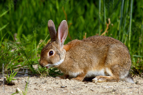 Rabbit eating grass in a wheat field in the countryside in spring.