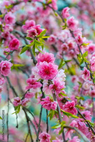 Blue and pink bright floral background. Spring blooming tree branch. Pretty sakura blossom in Asia. Amazing natural background. Trees strewn with pink double cherry flowers