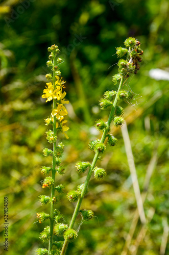 Common agrimony (Agrimonia eupatoria)