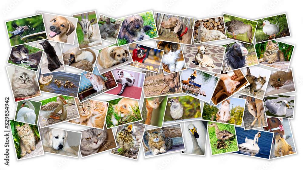 Collage of photos of pets and birds