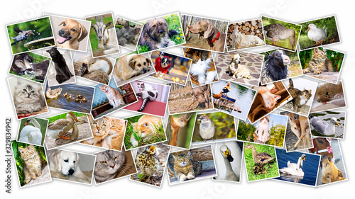 Obraz na płótnie Collage of photos of pets and birds w salonie