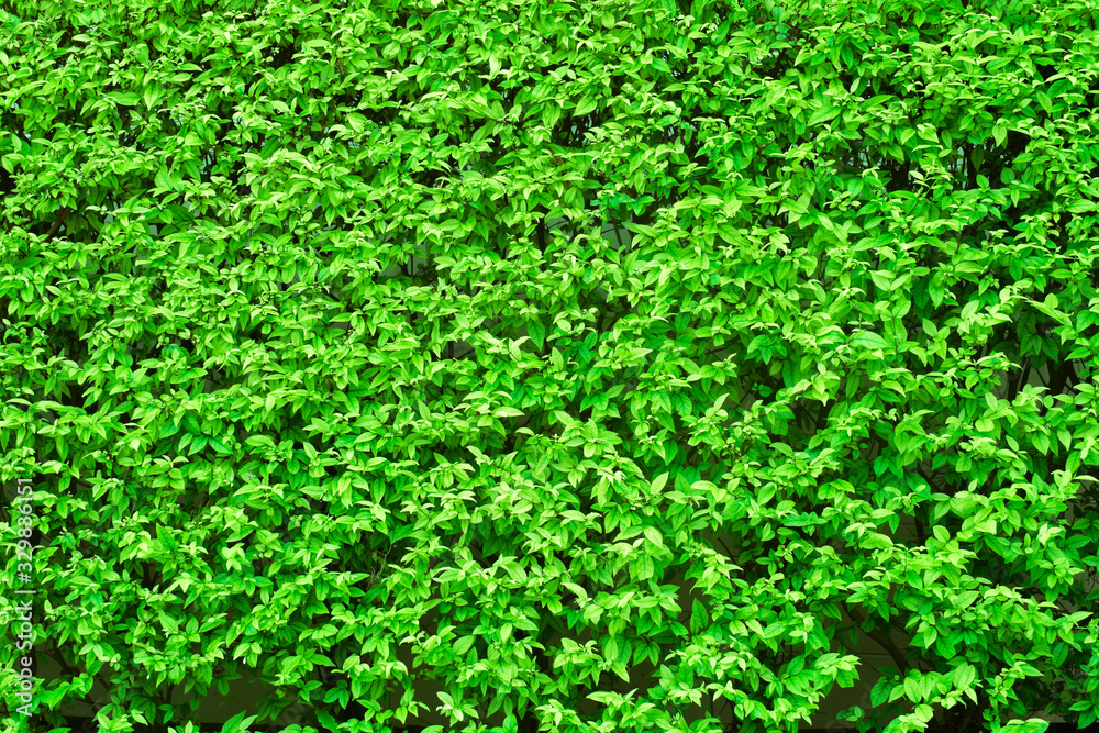 green leaves background green leaves background