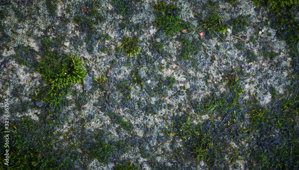 Obraz premium Moss green texture on stone. Moss background