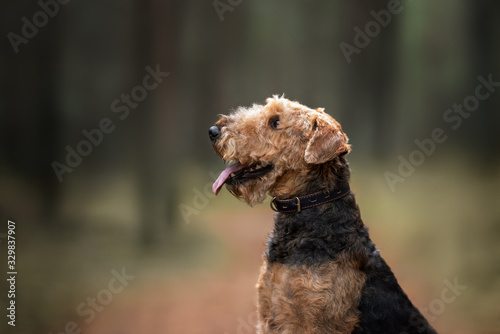 airedale terrier dog portrait in a collar outdoors