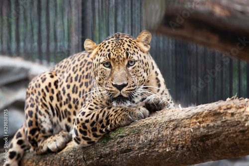 far east leopard is lying on a log