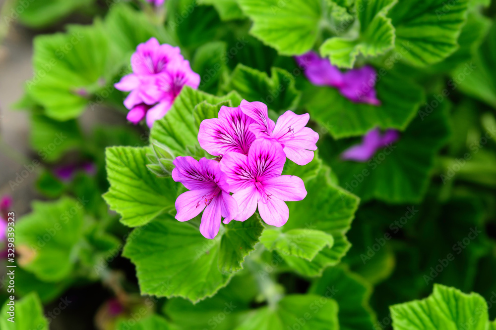 Close up pf small pink Pelargonium flowers (commonly known as geraniums, pelargoniums or storksbills) and blurred fresh green leaves in a garden pot, beautiful outdoor floral background photographed w Close up pf small pink Pelargonium flowers (commonly known as geraniums, pelargoniums or storksbills) and blurred fresh green leaves in a garden pot, beautiful outdoor floral background photographed w