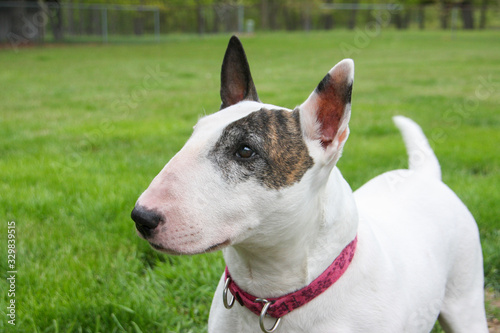 Close up of a white bull terrier