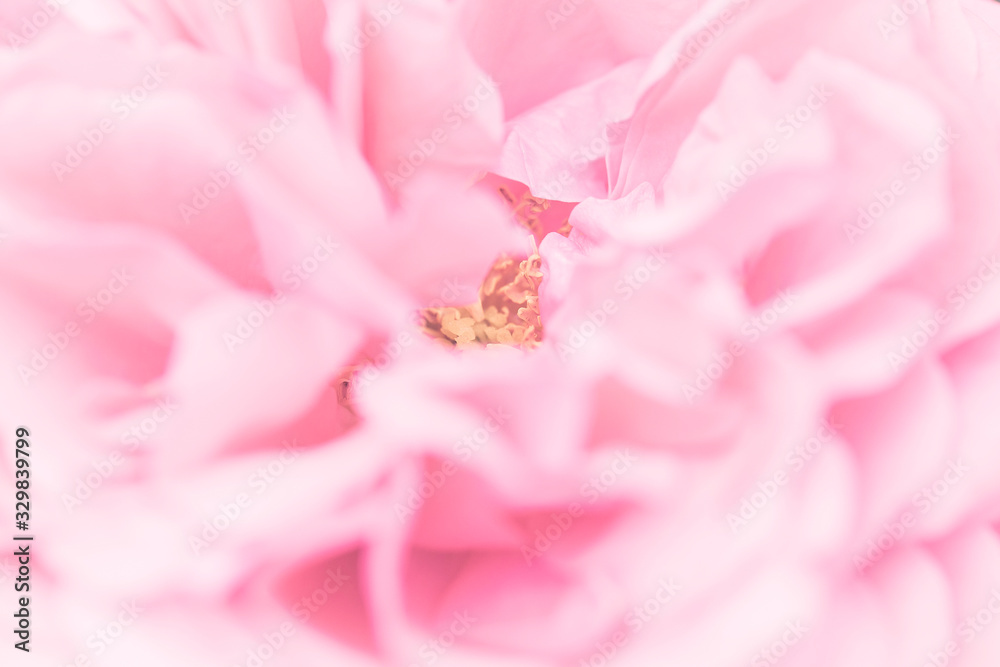 Blooming rose bud close up in the garden. Summer natural background. Blooming rose bud close up in the garden. Summer natural background.
