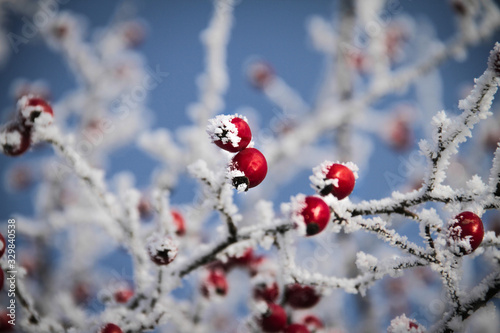 Czerwone owoce na gałęzi podczas zimy w szronie