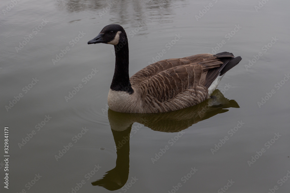 Fototapeta premium Canadian goose in the lake