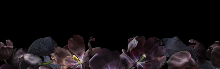 Floral banner, header with copy space. Black tulips isolated on dark grey background. Natural flowers wallpaper or greeting card.