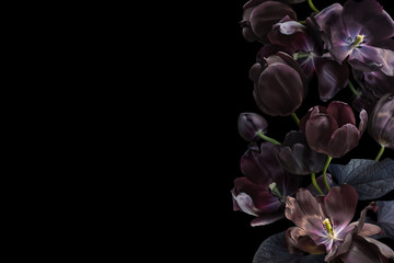 Floral banner, header with copy space. Black tulips isolated on dark grey background. Natural flowers wallpaper or greeting card.