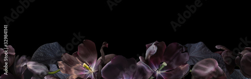 Floral banner, header with copy space. Black tulips isolated on dark grey background. Natural flowers wallpaper or greeting card.