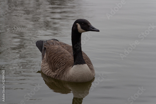 canadian goose in the lake