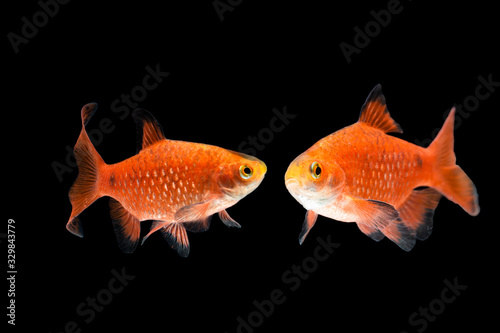 Rosy Barb Pethia conchonius fish isolated on black background photo