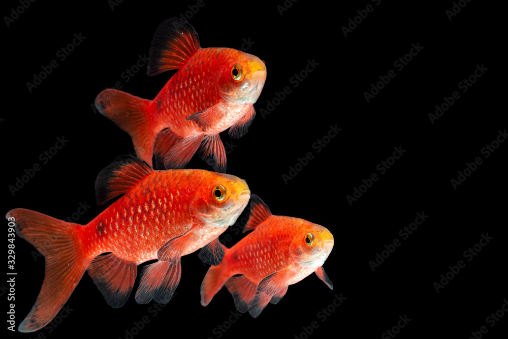 Fototapeta premium Rosy Barb Pethia conchonius fish isolated on black background