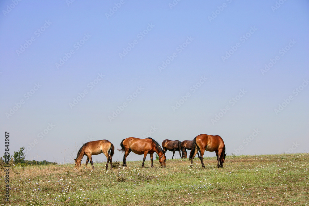Five horses graze on a mountain meadow.. Five horses graze on a mountain meadow..