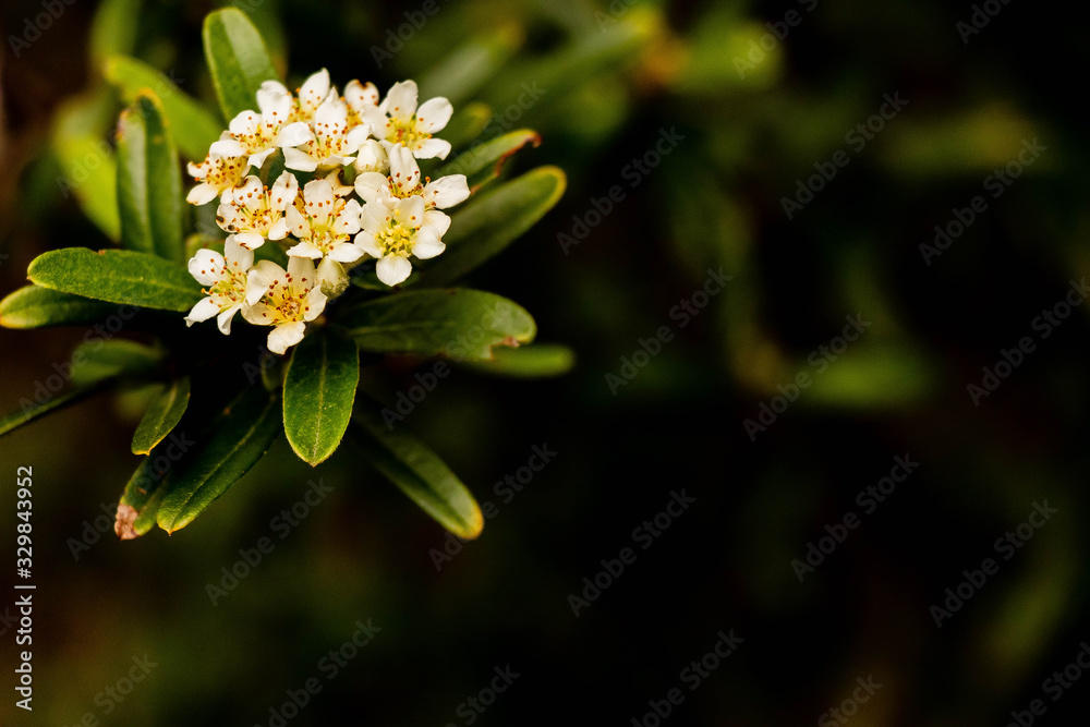 Flor Flor