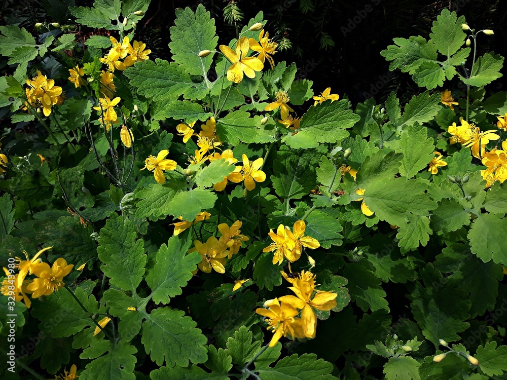 Yellow flowers of Greater Celandine, Chelidonium Majus or Tetterwort herbal plant- family Papaveraceae. Yellow flowers of Greater Celandine, Chelidonium Majus or Tetterwort herbal plant- family Papaveraceae.
