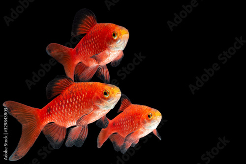 Rosy Barb Pethia conchonius fish isolated on black background © Danykur