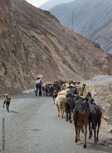 Herd of goats and sheep. Village near Lima Peru. Countryside
