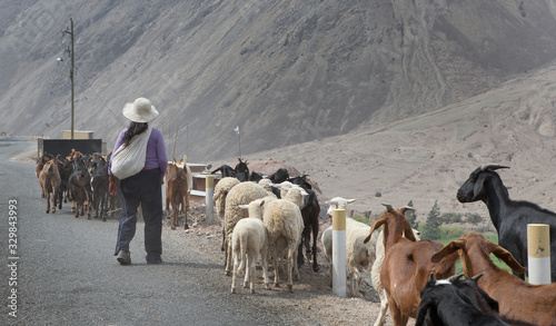 Herd of goats and sheep. Village near Lima Peru. Countryside