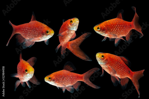 Rosy Barb Pethia conchonius fish isolated on black background photo