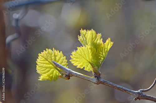 junges weinlaub am rebstock photo