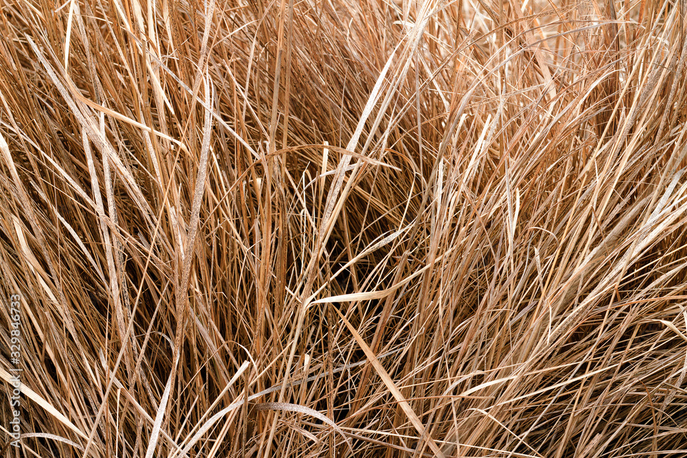 Fototapeta premium dry grass